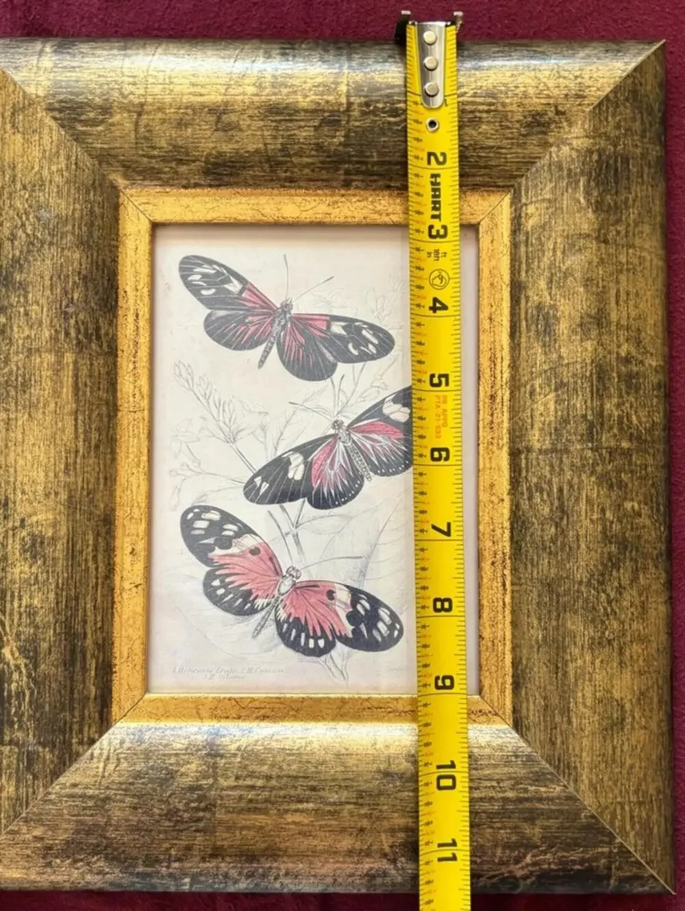 Framed Butterfly Art Print Illustration